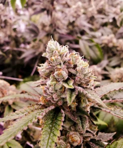 Grape God Cannabis Seed