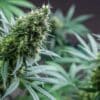 Lemon Stilton Cannabis Seed