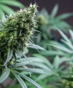 Lemon Stilton Cannabis Seed
