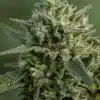 Three Bears OG Cannabis Seed