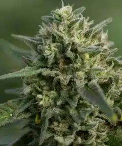 Three Bears OG Cannabis Seed