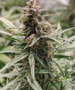 Watermelon Zkittlez Cannabis Seed